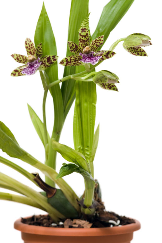 Storczyk Zygopetalum
