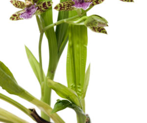 Storczyk Zygopetalum