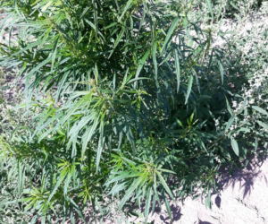 Gigantyczna plantacja marihuany funkcjonowała pod Toruniem. Ujawnili ją kryminalni z Aleksandrowa Kujawskiego