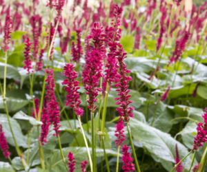 Rdest himalajski 'Firetail'