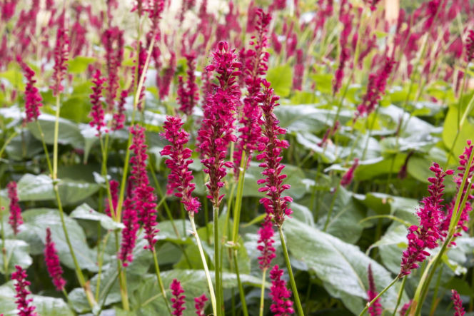 Rdest himalajski 'Firetail'