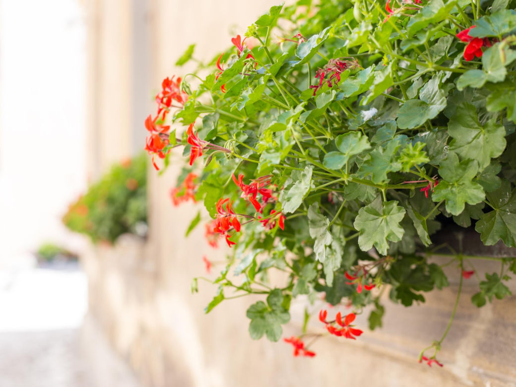 Pelargonia kaskadowa (pelatatum)