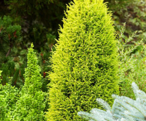 Jałowiec pospolity ‘Suecica Aurea’