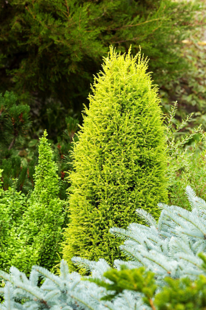 Jałowiec pospolity ‘Suecica Aurea’