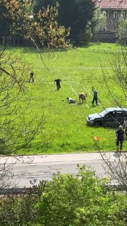 Horror na łące! Znęcali się nad cielakiem, wjeżdżali w niego samochodem