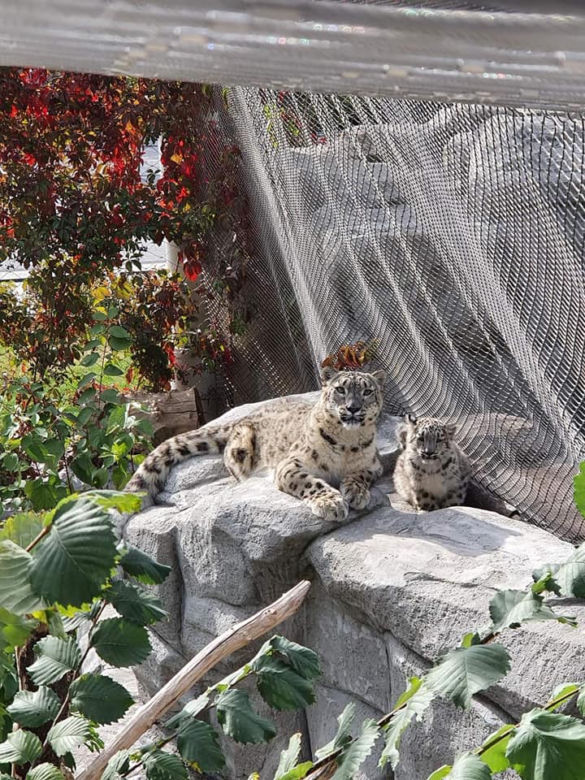 Szok w zoo. Pantera śnieżna padła na COVID. Jak to możliwe?