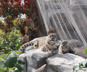 Szok w zoo. Pantera śnieżna padła na COVID. Jak to możliwe?