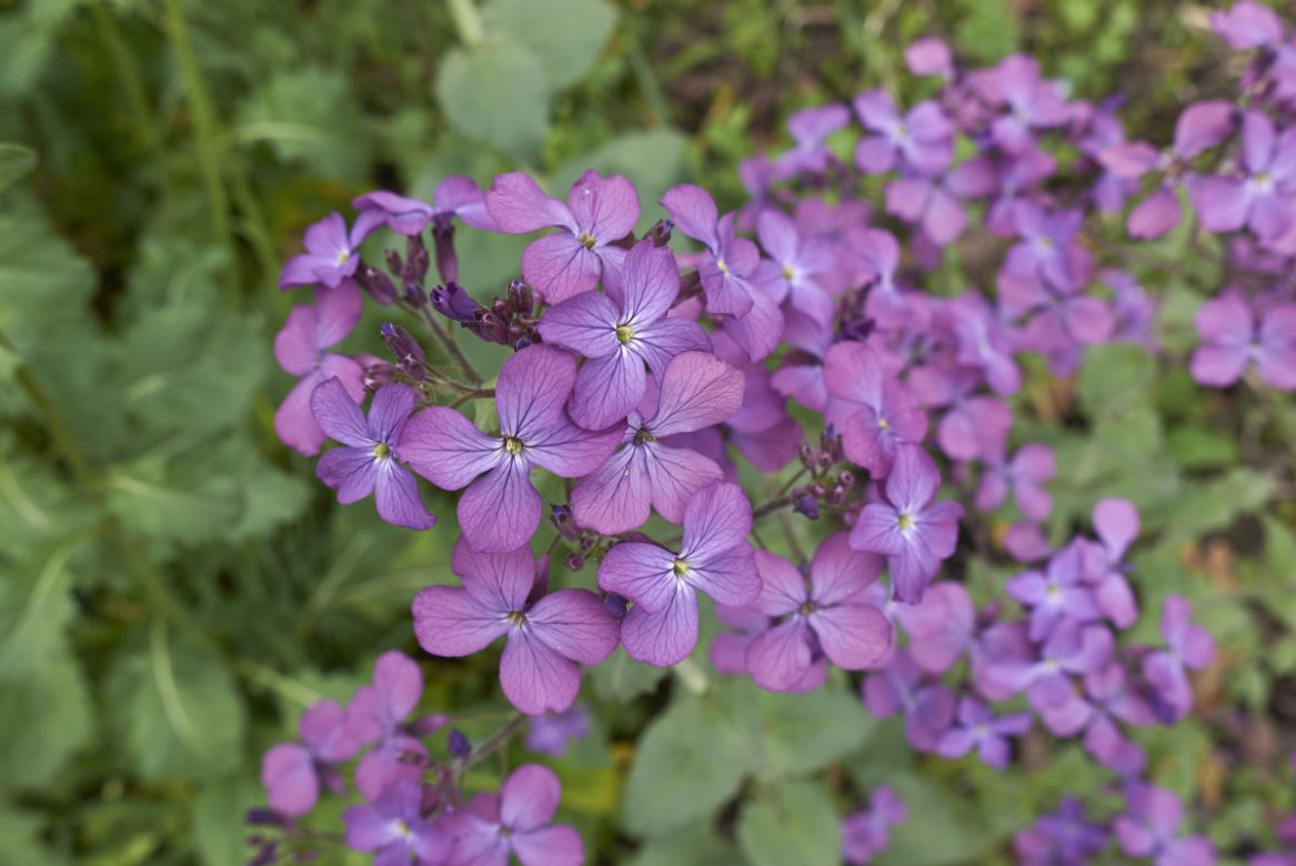 Judaszowe srebrniki