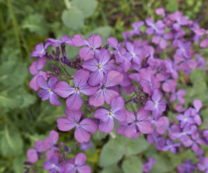 Judaszowe srebrniki