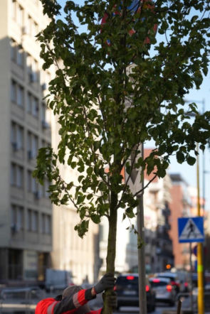 Było betonowo, będzie zielono. Sadzimy pierwsze drzewa na Okrzei - ZDM Warszawa