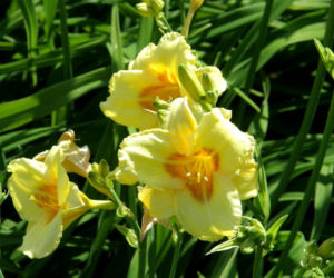 Liliowiec 'Carousel Princess' 