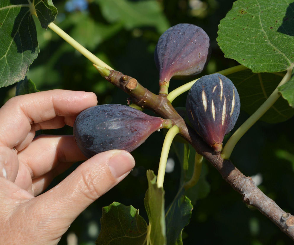 Jak dbać o figę w doniczce? Sprawdzone porady