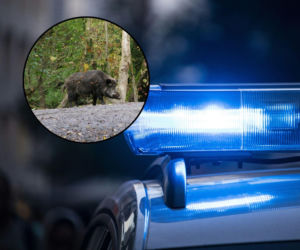 Prozwierzęcy aktywiści chcieli go ratować. Zabicie dzika Henia wywołało burzę