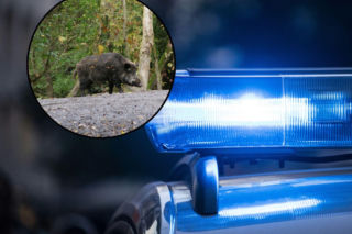 Prozwierzęcy aktywiści chcieli go ratować. Zabicie dzika Henia wywołało burzę