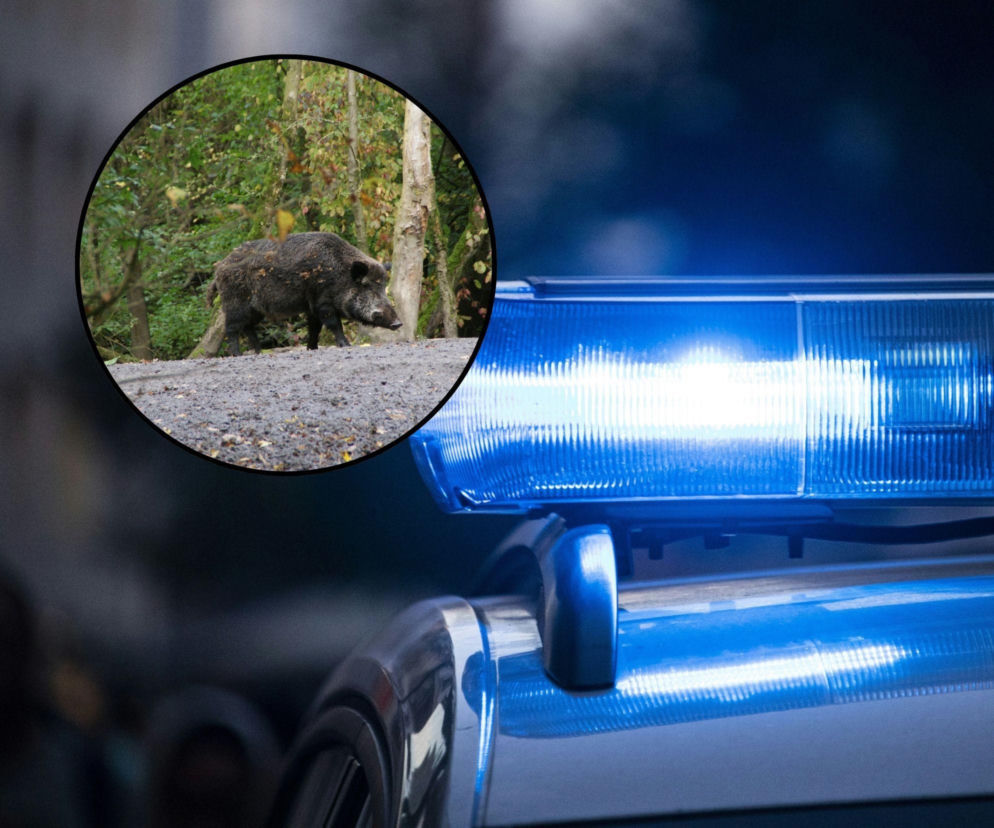 Chcieli ratowac dzika Henia, zwierzę uśmiercono. W sieci fala oburzenia