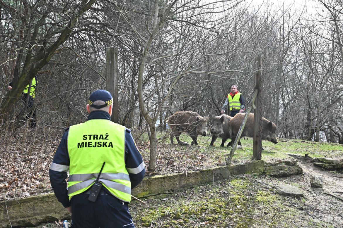  Obława na dziki w Legionowie. Komendant straży miejskiej apeluje: "Nie dokarmiajmy!"