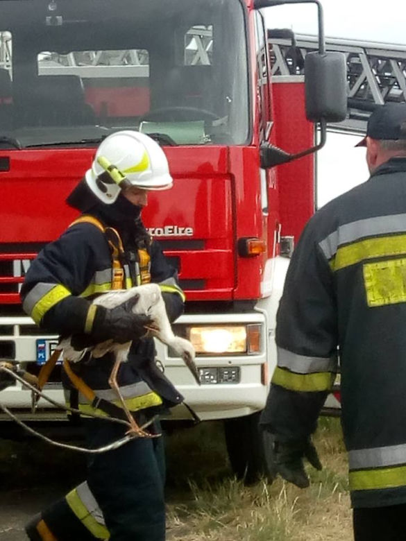 Bocian wypadł z gniazda. Pomogli strażacy