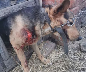 Świdnica: Sołtyska wsi Wirki przywiązała psa do samochodu i ciągnęła go po drodze 