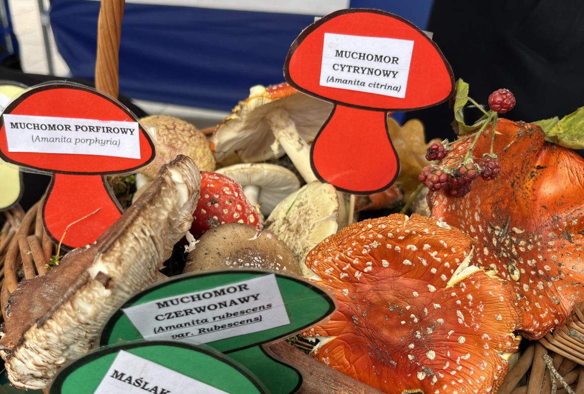 Grzybowe święto w Lublinie. Plac Litewski zamienił się w las pełen grzybów.