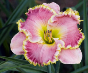 liliowce