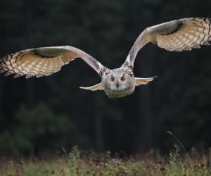 Sowy huczą głośno w całej Polsce! Czy wybuchła nowa wojna czarodziejów? 