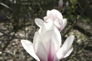 Magnolia Soulange'a - Magnolia soulangiana