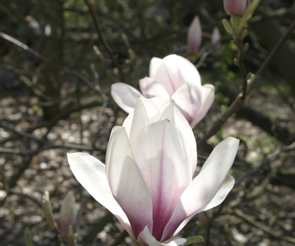 Magnolia Soulange'a 