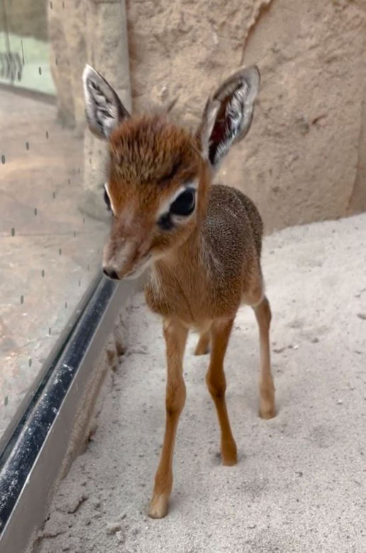 Najmniejsza antylopa świata urodziła się w zoo we Wrocławiu. Od razu skradła serca!