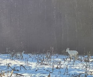 Patronus Harry'ego Pottera widziany w polskim lesie? Zrobili ZDJĘCIA niezwykłemu zwierzęciu!