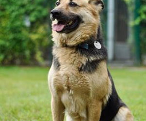 Sheba - 7 lat