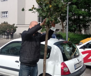  Kolejne drzewa wCOPane w Katowicach! [ZDJĘCIA, WIDEO]