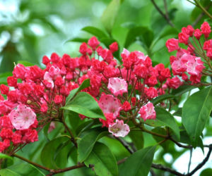 Kalmia