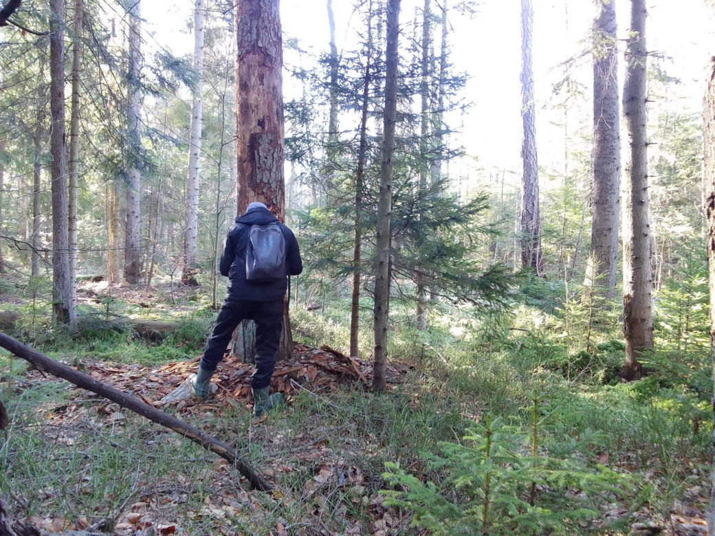 Bliżyńskie Lasy Naturalne