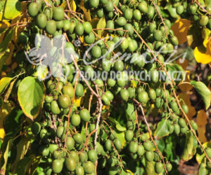 aktinidia