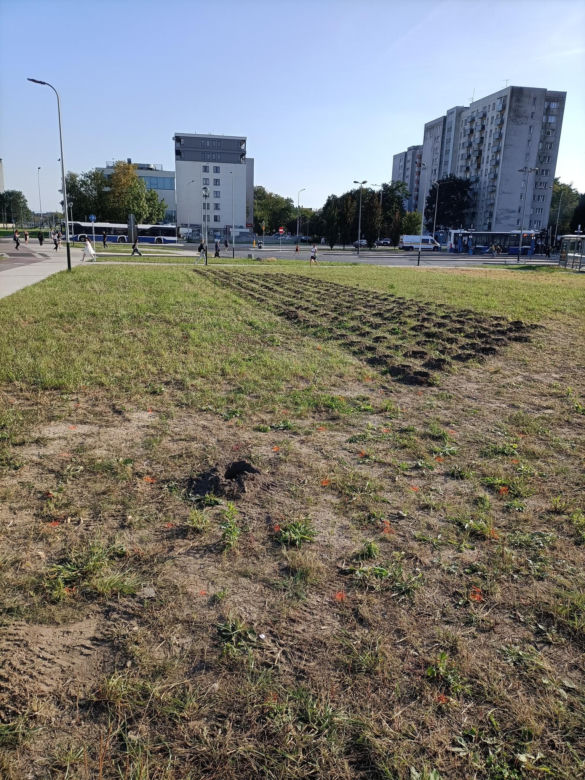Kraków. Nasadzenia w ramach budowy KST do Górki Narodowej. Mieszkańcy krytykują: „ozdobne krzewy proszę sobie posadzić w ogródku albo na balkonie”