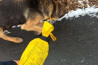 Pies zamarzał na środku drogi. Uratowali go w ostatniej chwili!