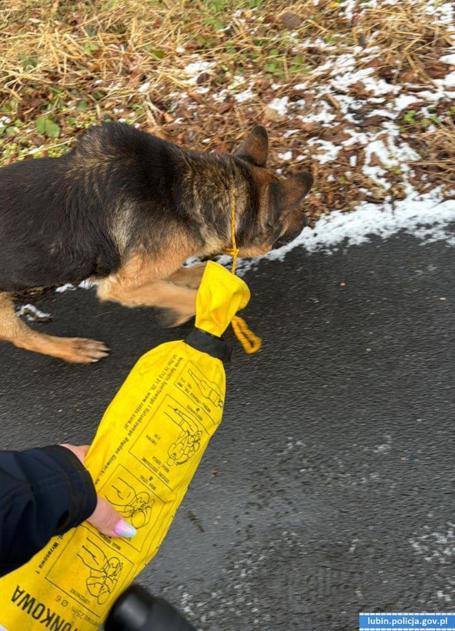 Pies zamarzał na środku drogi. Uratowali go w ostatniej chwili!