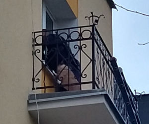Pies na balkonie