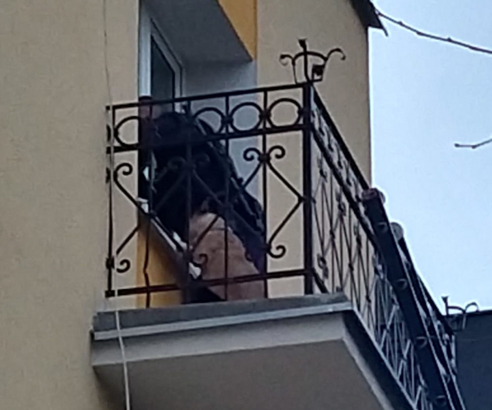 Pies na balkonie