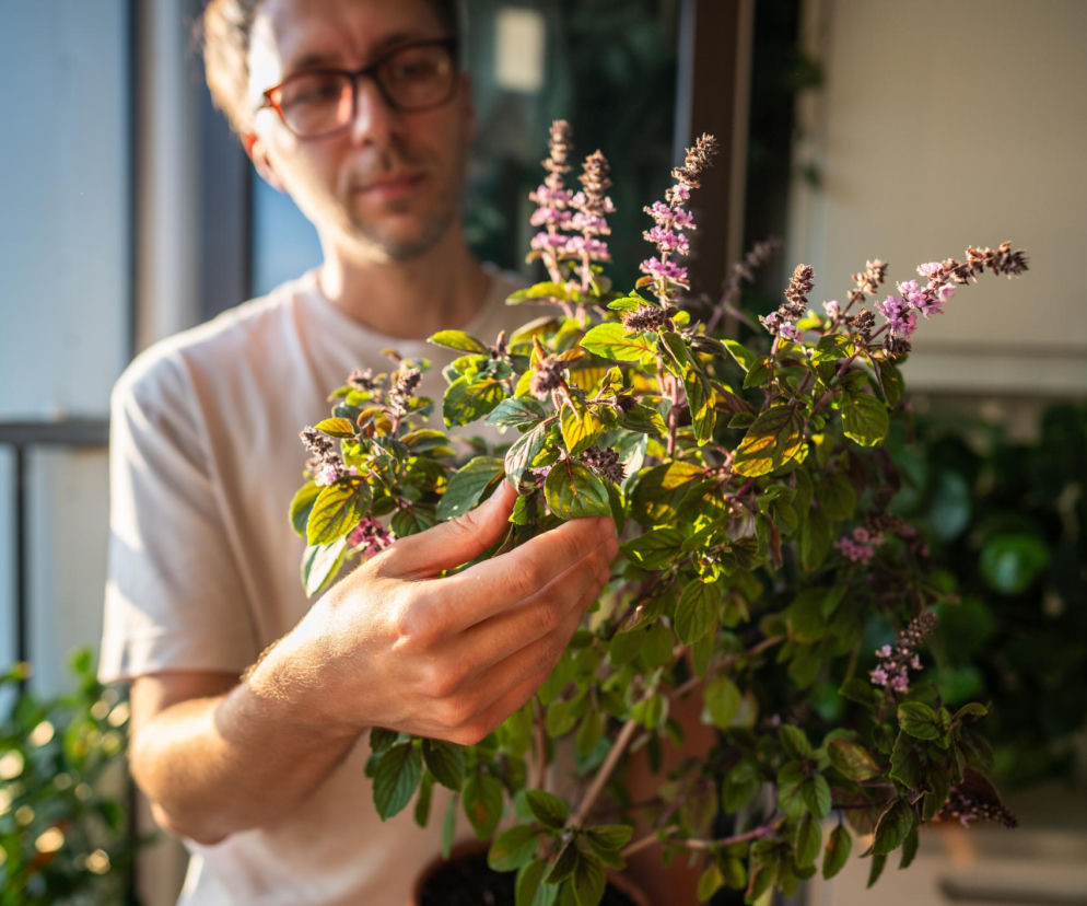 Mężczyzna w okularach dba o doniczkową roślinę tulsi, znaną jako święta bazylia, dotykając jej liści i kwiatów. Roślina o zielonych liściach i fioletowych kwiatach jest ceniona za właściwości wspierające drogi oddechowe i układ odpornościowy, o czym możesz przeczytać w Poradniku Zdrowie.
