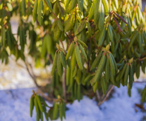 Co oznaczają zwinięte liście rododendrona?