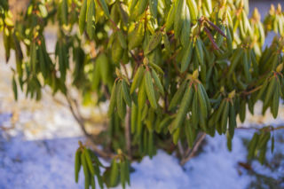 Zwinięte liście rododendrona to sygnał SOS. Zobacz, jak go uratować