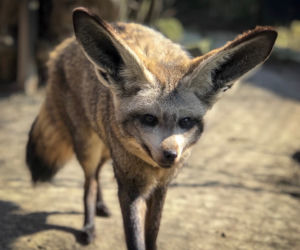 ALE CUDAK! Nowy mieszkaniec Śląskiego Ogrodu Zoologicznego [ZDJĘCIA]
