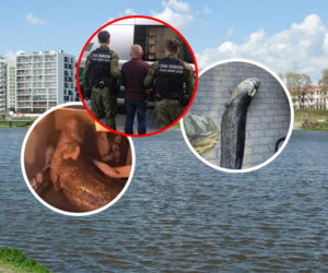 Ukrainiec wywiózł żywego suma w bagażniku. Został wydalony z Polski. Strażnicy odstawili go pod samą granicę