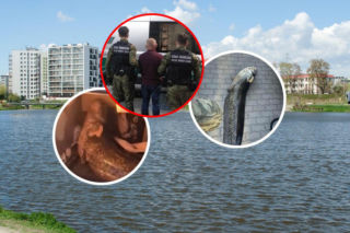 Ukrainiec wywiózł żywego suma w bagażniku. Został wydalony z Polski. Strażnicy odstawili go pod samą granicę