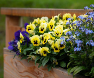 5 kolorowych kwiatów na balkon, które przetrwają chłód kwietnia!