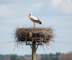 Czy konflikt na Bliskim Wschodzie wpływa na migracje bocianów? Ekspert wyjaśnia