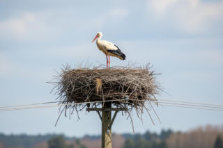 Bocianie gniazdo w Przygodzicach. Kto powrócił na Wielkanoc i co na niego czeka?