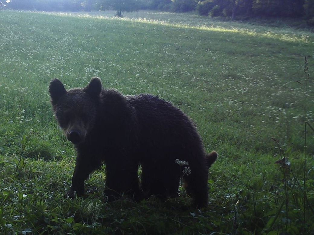 Bieszczady. Misie na wakacjach
