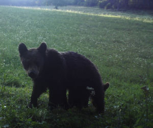 Bieszczady. Misie na wakacjach